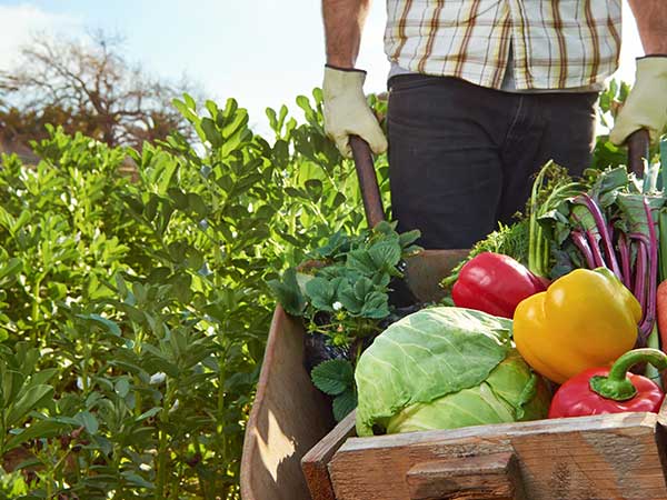 Biostimulants in Agriculture at Ag BioTech, Inc. Fresh Vegetables in a Barrel