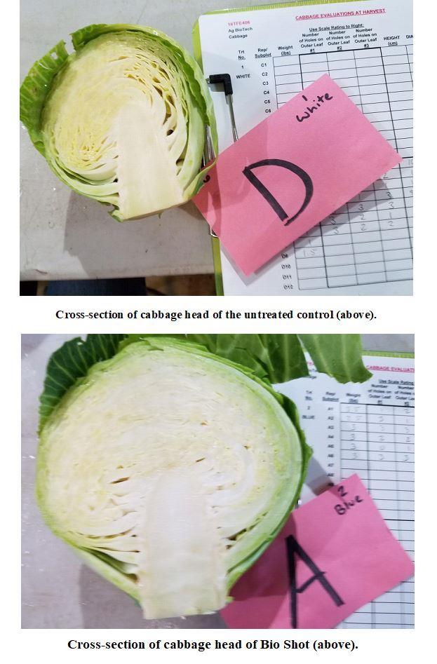Bio shot vs untreated cabbage head