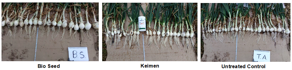 Bio Seed vs Kelmen vs Untreated bulb size result | Ag BioTech, Inc.