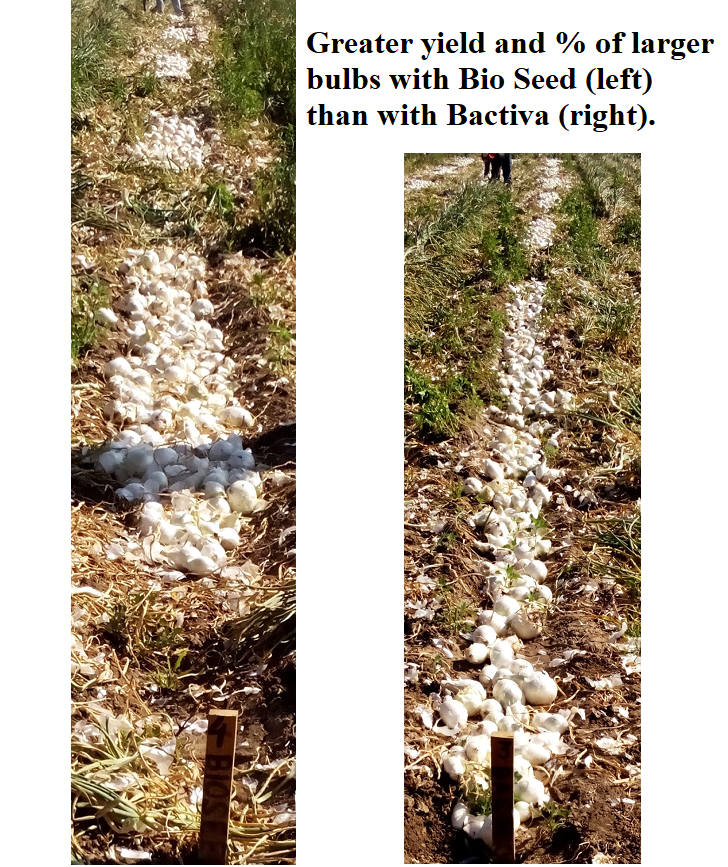 Bio Seed vs Bactivia bulb yield | Ag BioTech, Inc.