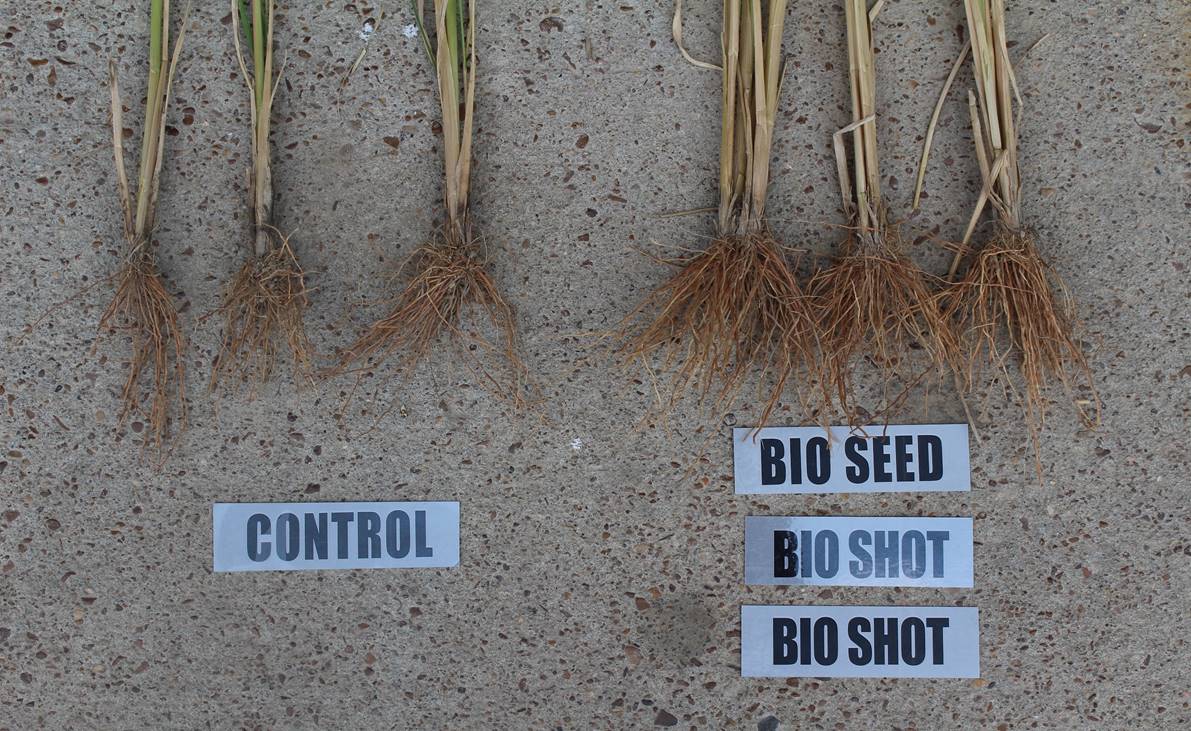 Bioseed vs control plant root result | Ag BioTech, Inc.