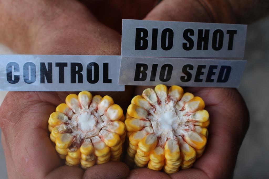 Bioseed vs control corn result | Ag BioTech, Inc.