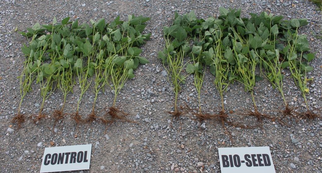 Bio Seed vs Untreated plant size comparison | Ag BioTech, Inc.