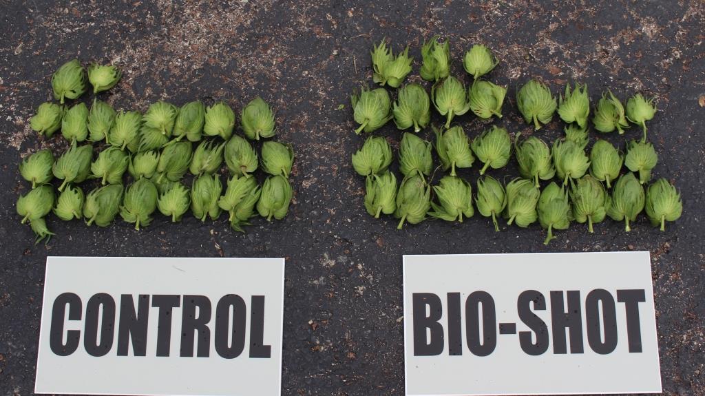 Bio shot vs control crop comparison