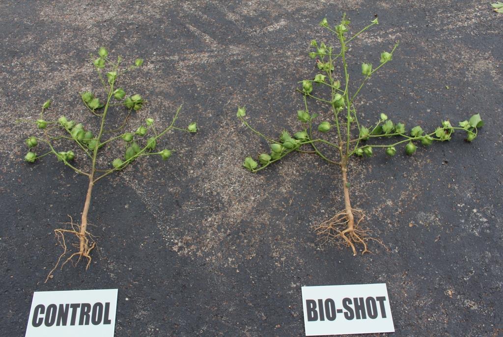 Bio shot vs control plant results 