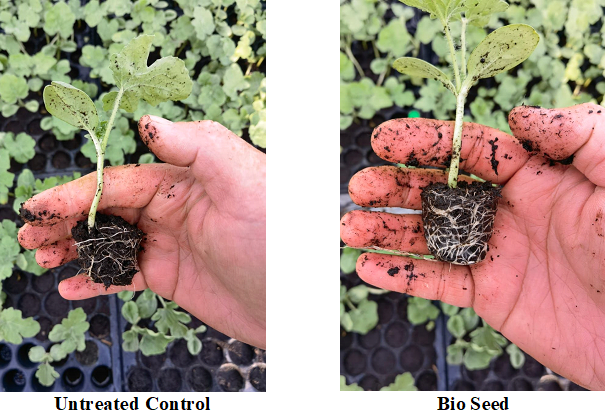 Watermelon plant Bio seed vs Untreated root result | Ag BioTech, Inc.