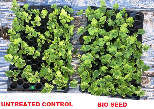 Watermelon plant Bioseed vs Untreated result | Ag BioTech, Inc.